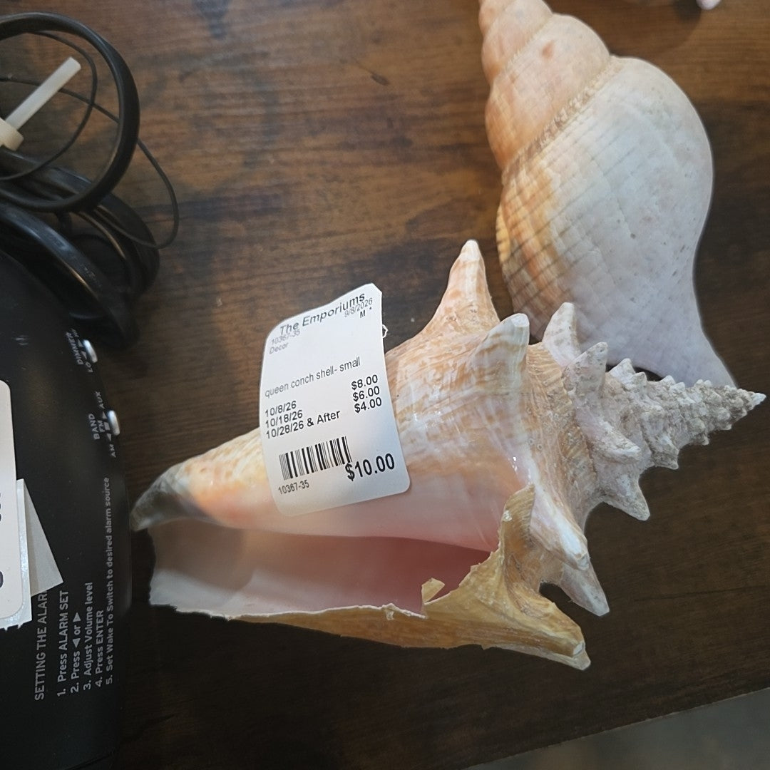 queen conch shell- small