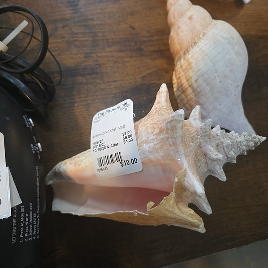 queen conch shell- small